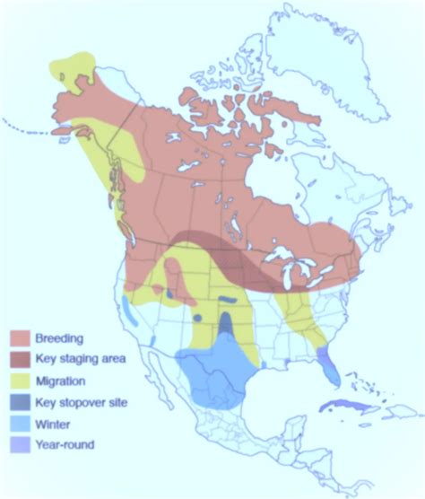 Sandhill Crane Migration Map 2025 - BirdzFly - migration of sandhill cranes
