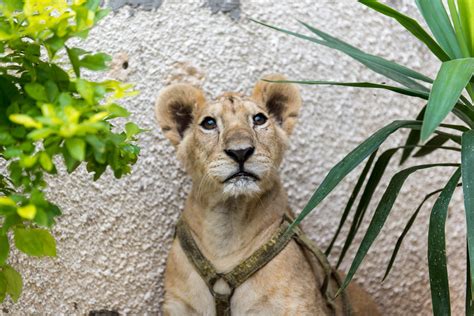 Rescue Lions Max and Mona - FOUR PAWS International - Animal Welfare ...