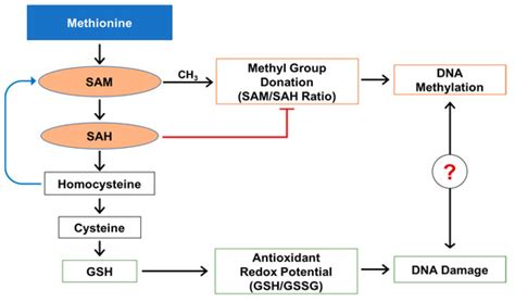 Effects of Obesity on Pro-Oxidative Conditions and DNA Damage in Liver ...
