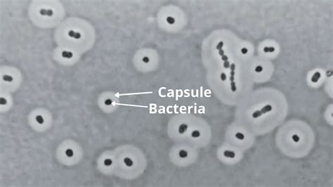 Image result for Classification of Bacteria
