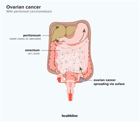 Peritoneum