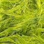 algae 的图像结果