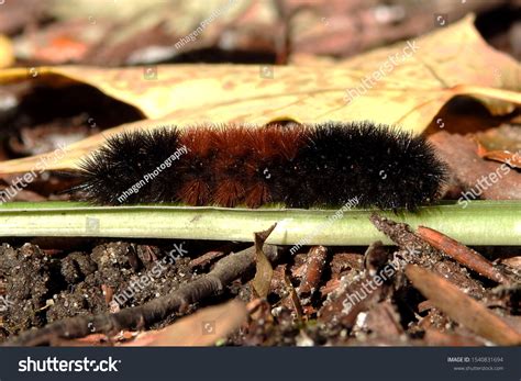 Black Brown Fuzzy Caterpillar Known Woolly Stock Photo 1540831694 ...