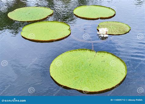 Victoria Amazonica Giant Water Lilies Stock Photo - Image of flower ...
