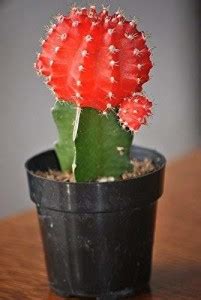 Indian Flora Moon Cactus Plant Price in India - Buy Indian Flora Moon ...