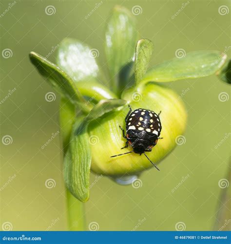 Bug or beetle stock image. Image of close, black, white - 46879081