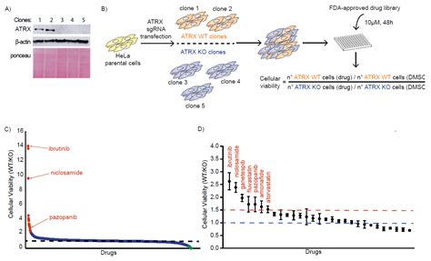 ATRX-Deficient High-Grade Glioma Cells Exhibit Increased Sensitivity to ...