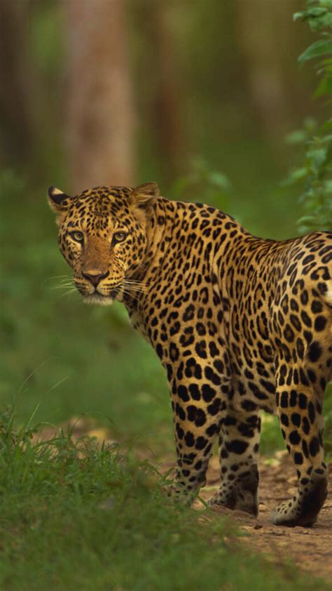 Wes Anderson's 'The Phoenician Scheme' to hit Indian cinemas on THIS ...