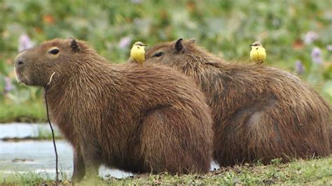 Image result for Encoding in Machine Learning