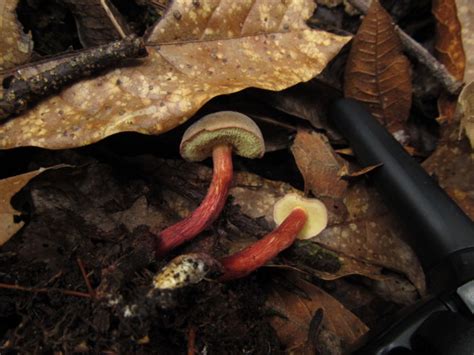 Xerocomellus chrysenteron (Bull.) Šutara | Colombian Fungi made accessible