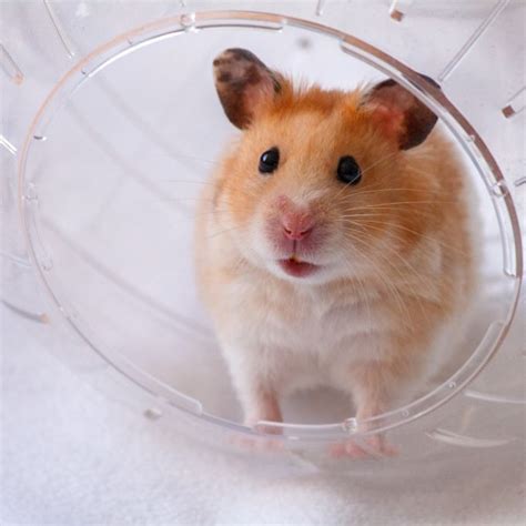 Buy Hamster Ball with Blue Lid HERE