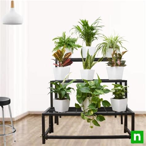 Buy Fascinating indirect light houseplants on 3-tier metal stand online ...