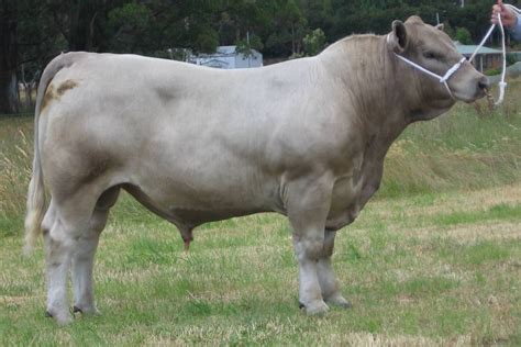 Pin on Indigenous Cattle