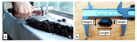 Large-Scale Laboratory Experiments on Mussel Dropper Lines in Ocean ...