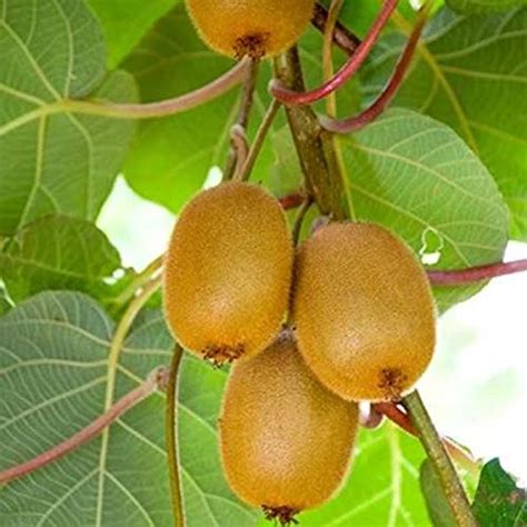 PLNZLY Kiwi Fruit Plants for home Kiwi Fruit Plants Fruit (Pack of 2 ...