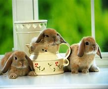 Image result for Cute Bunny Wallpaper