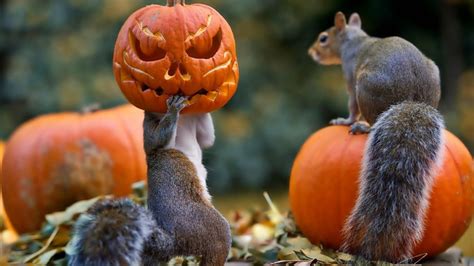 [200+] Cute Halloween Pictures | Wallpapers.com