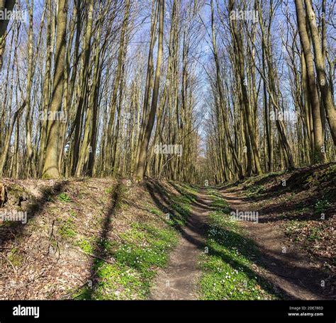 Road Path 的图像结果