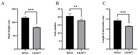 Identification and Utilization of the Soybean Plant Height Locus PH19-31