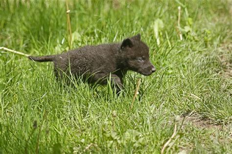 Image result for Timberwolf Facts