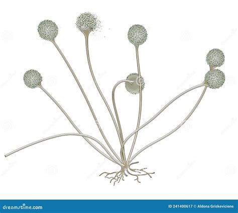 Rhizopus bread mold stock illustration. Illustration of fungal - 241400617