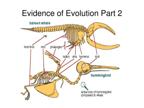 Evidence of Evolution 的图像结果