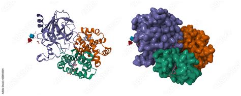 Image result for Complex Structure of Haemoglobin