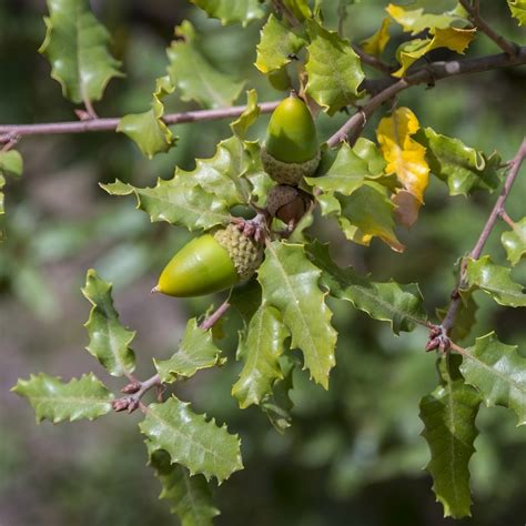 Swamp Chestnut Oak Tree | Plant Addicts