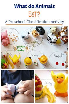 Animal Science Experiments 的图像结果