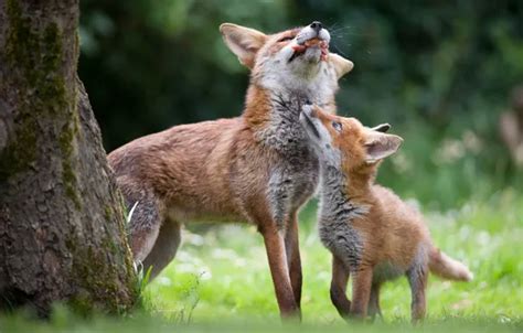 Download wallpaper food, Fox, Fox, Fox, section animals in resolution ...