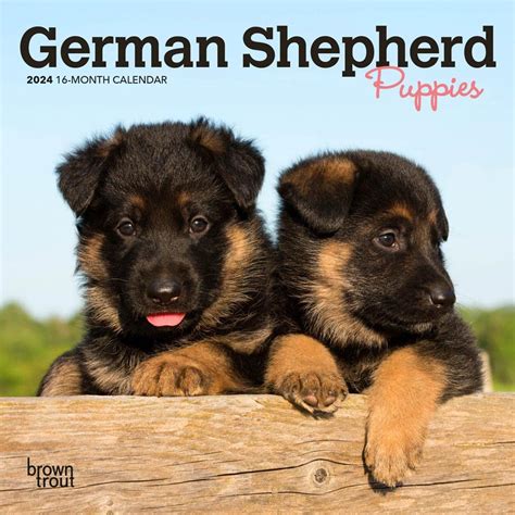 2024 Puppy German Shepherd Mini Calendar/Brown Trout 17.8 x 35.6 cm ...