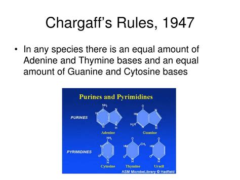 PPT - The Structure of DNA PowerPoint Presentation, free download - ID ...