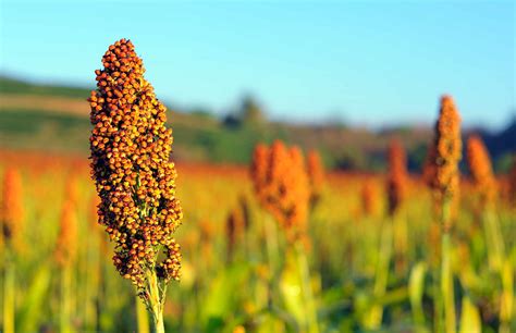 What is Sorghum, and How Is It Used?