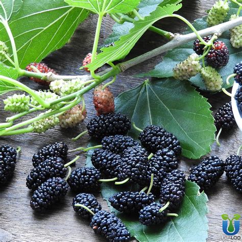 UGALOO® ORGANIC FARMS grafted Reb mulberry Shahtoot shahtut live plant ...