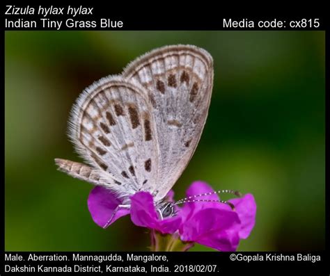 Zizula hylax | Butterfly