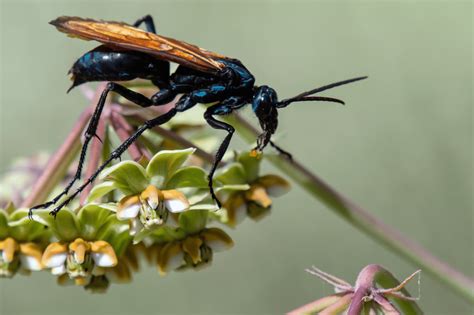 Tarantula Hawk Sting