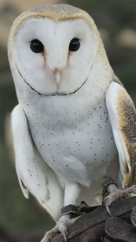 Strange Things Animals : पक्षी - प्राण्यांच्या काही अजब गोष्‍टी