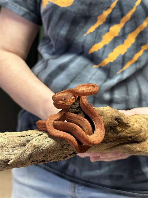 Amazon Tree Python 的图像结果