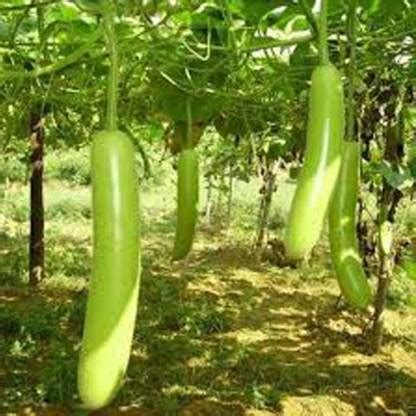 Growth More Enterprises Bottle Gourd Seeds, Sorakaya Seeds Seed Price ...
