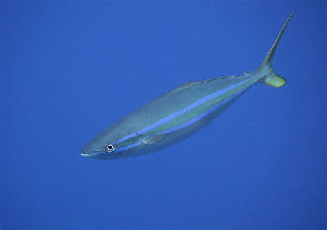 What Is A Spanish Jack at Lanny Rivera blog