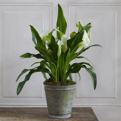 Planting Calla Lily Bulbs in Pots - Lilly Geek