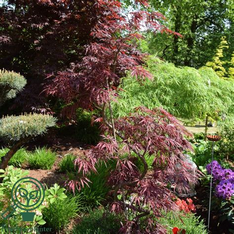Acer palmatum 'Crimson Queen' - Find haveplanter
