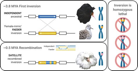 Examples Of Inversion Mutation