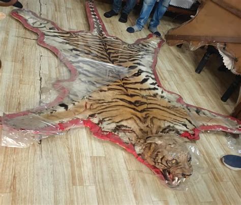 Forest department searched bungalow former BJP MLA seized skins horns ...