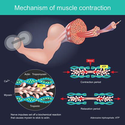 Image result for Treppe Muscle Contraction