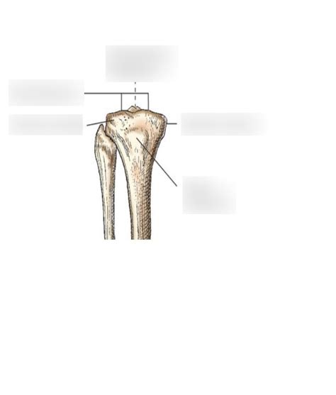 Proximal Tibia 的图像结果