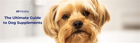 The Ultimate Guide to Dog Supplements 2024 – K9 Vitality