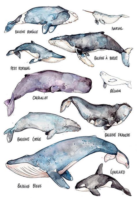 Species Of Whales