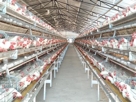 A-Type Layer Cage for Poultry | Manufacturer & Supplier