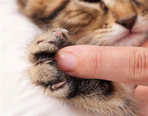 Comment entretenir les griffes de mon chat ? - Jardiland
